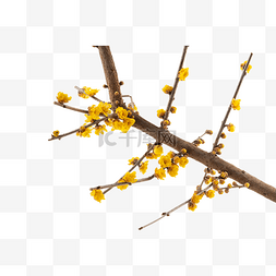 黄色腊梅花枝