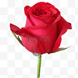 实物花卉图片_鲜艳红玫瑰花朵