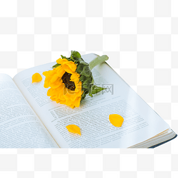 书上的图片_放在书上的向日葵鲜花
