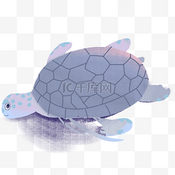 一个乌龟在水里游