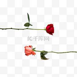 520玫瑰花瓣图片_玫瑰花情人节