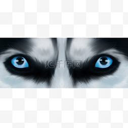 狼眼睛凶猛眼睛