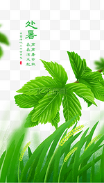 传统二十四节气处暑