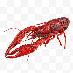 小红书笔记征集图片_新鲜海鲜小龙虾
