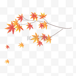 枇杷叶树枝图片_枫叶树叶落叶秋天红叶子树枝