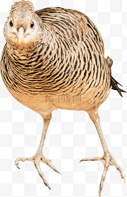 动物禽类自然品种沙鸡
