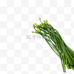 割图片_绿色果蔬韭菜花割韭菜食材