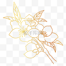 白描花卉图片_烫金杏花花卉素材