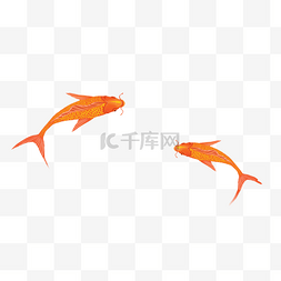 金鱼锦鲤