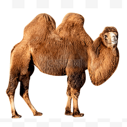 骆驼拉货图片_骆驼动物