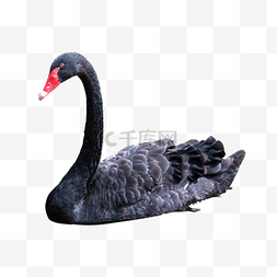 黑天鹅动物