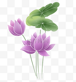 莲蓬莲花图片_夏季紫色荷花和莲叶