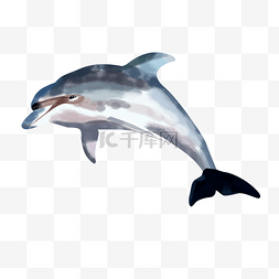水里的动物图片_海豚动物卡通插画