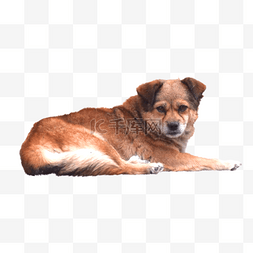 棕色的动物图片_棕色的宠物狗狗