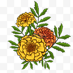 手绘风格黄色万寿菊茉莉花对称边框手绘黄色万寿菊组合菊花花朵卡通