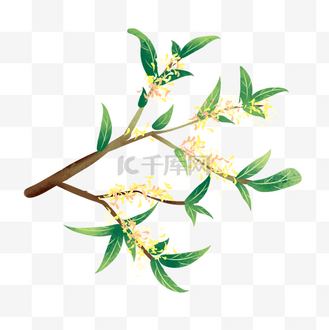 手绘卡通桂花树枝