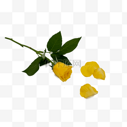 鲜花和花瓣图片_黄玫瑰和花瓣