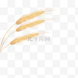 水彩风金色麦穗