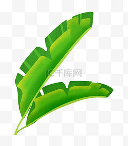 热带植物芭蕉叶