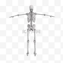 人体骨骼图png图片_全身骨骼模型png图