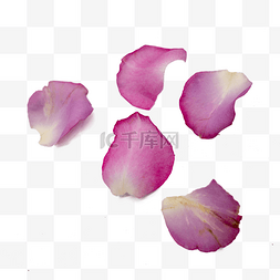 紫色玫瑰花瓣