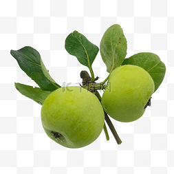 水果两个苹果