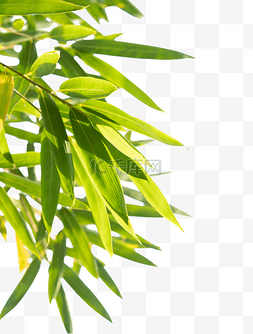 竹叶图片_绿色植物竹叶