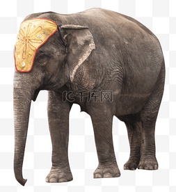 泰国青椰图片_泰国国宝大象