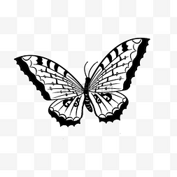 黑白色美丽的蝴蝶插画