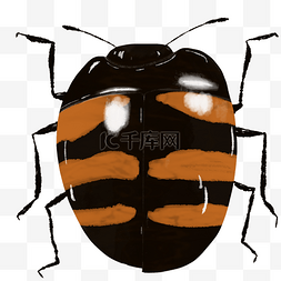 条纹动物图片_动物昆虫甲壳虫条纹橙