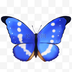 蓝色的蝴蝶 