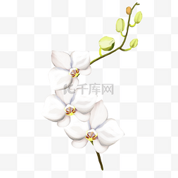 白色立体花瓣图片_白色立体鲜花
