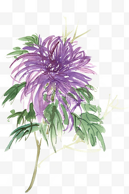 水彩花卉紫色的菊花