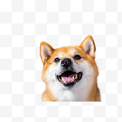 日本柴犬微笑