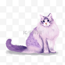 紫色的猫咪