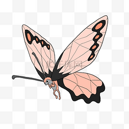 破茧成蝶素材图片_粉色的漂亮的蝴蝶插画