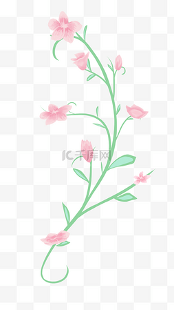粉色花藤植物