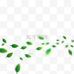 漂浮的植物叶子