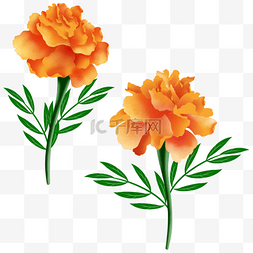 手绘花朵橙色图片_手绘风格橙色万寿菊