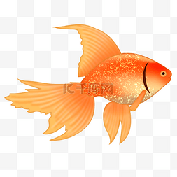 游鱼戏莲图片_橙色金鱼动物