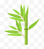 绿色植物竹子