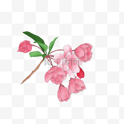 粉色花枝手绘图片_花卉粉色海棠花枝素材