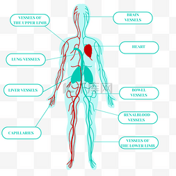 卡通手绘血管心脏系统蓝色身体插