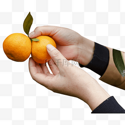 乡村旅游PNG图片_秋天橘子丰收采摘橘子