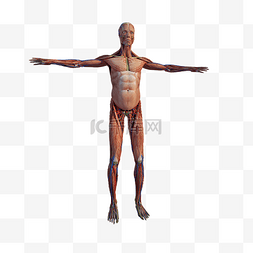 人体肌肉组织png图