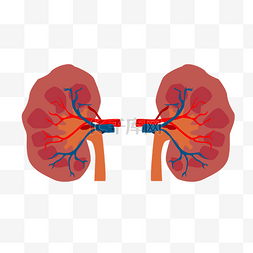 内脏神经系统图片_人体器官两颗肾