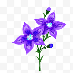 紫色桔梗花卉