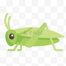 蟋蟀耳朵图片_一只绿色蟋蟀插图