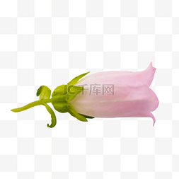 铃铛花植物鲜花摄影粉色实物