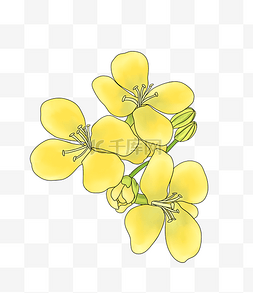 漂亮的黄色油菜花插画